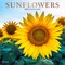 Sunflowers | 2026 12 x 24 Inch (Hanging) Monthly Square Wall Calendar | Foil Stamped Cover